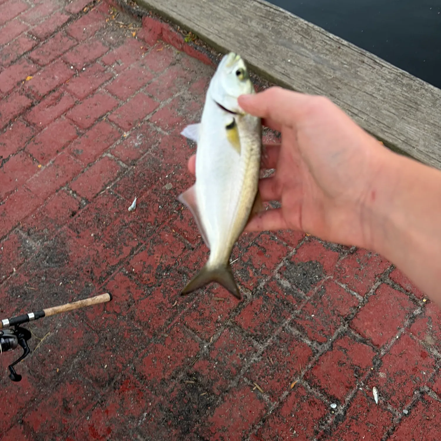 Bluefish caught on Fishbrain
