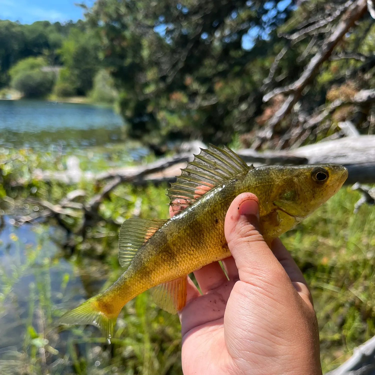 Yellow perch caught on Fishbrain