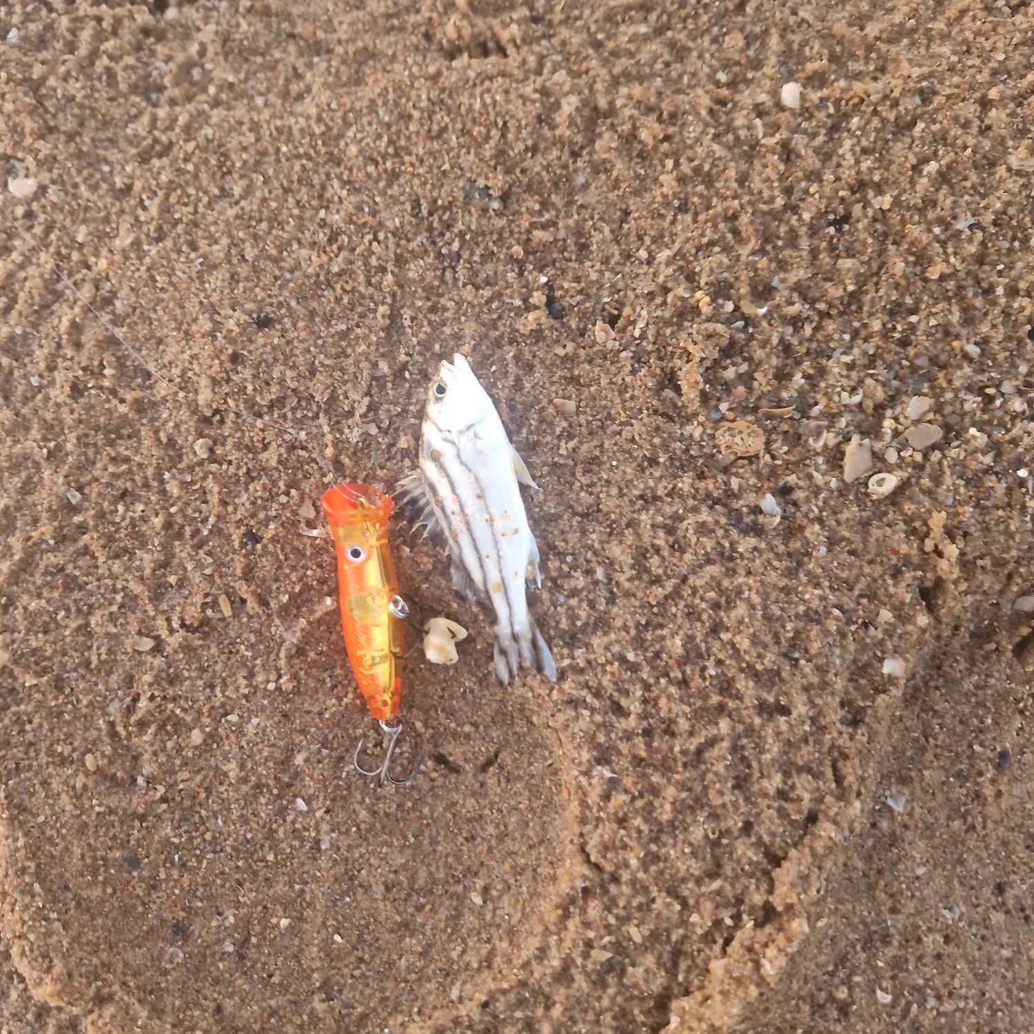 The most recent Jarbua terapon catches on Fishbrain
