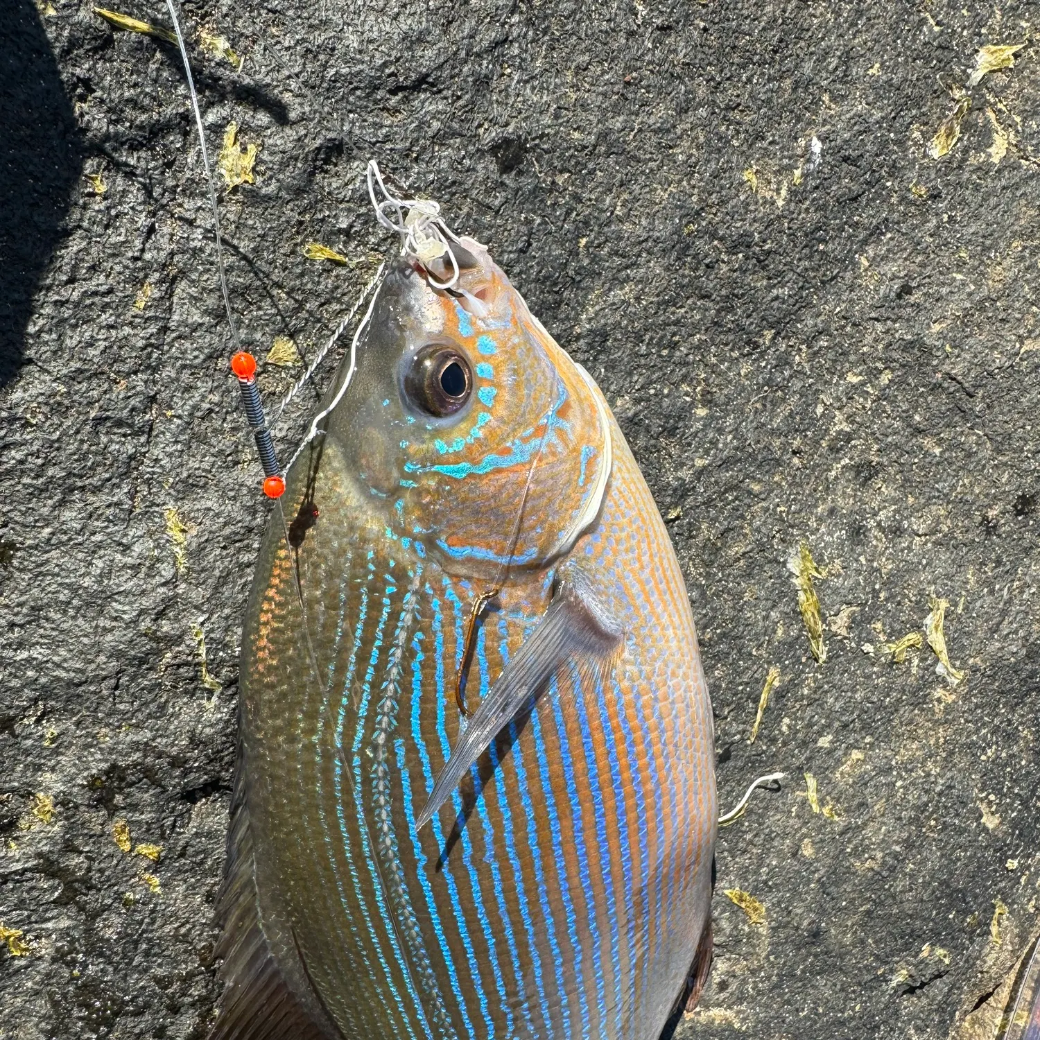 The most recent Striped seaperch catches on Fishbrain