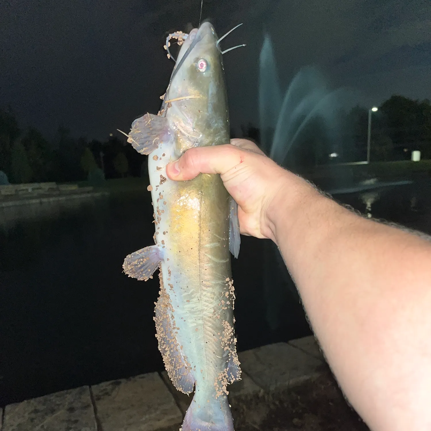 Channel catfish caught on Fishbrain