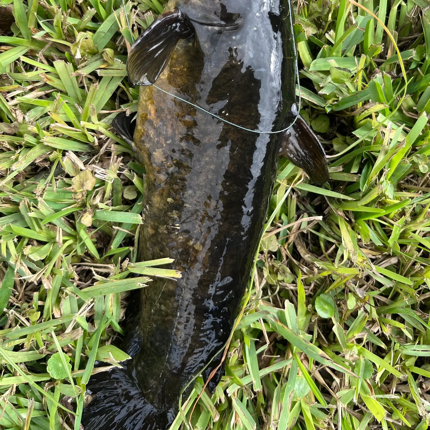 Brown bullhead caught on Fishbrain
