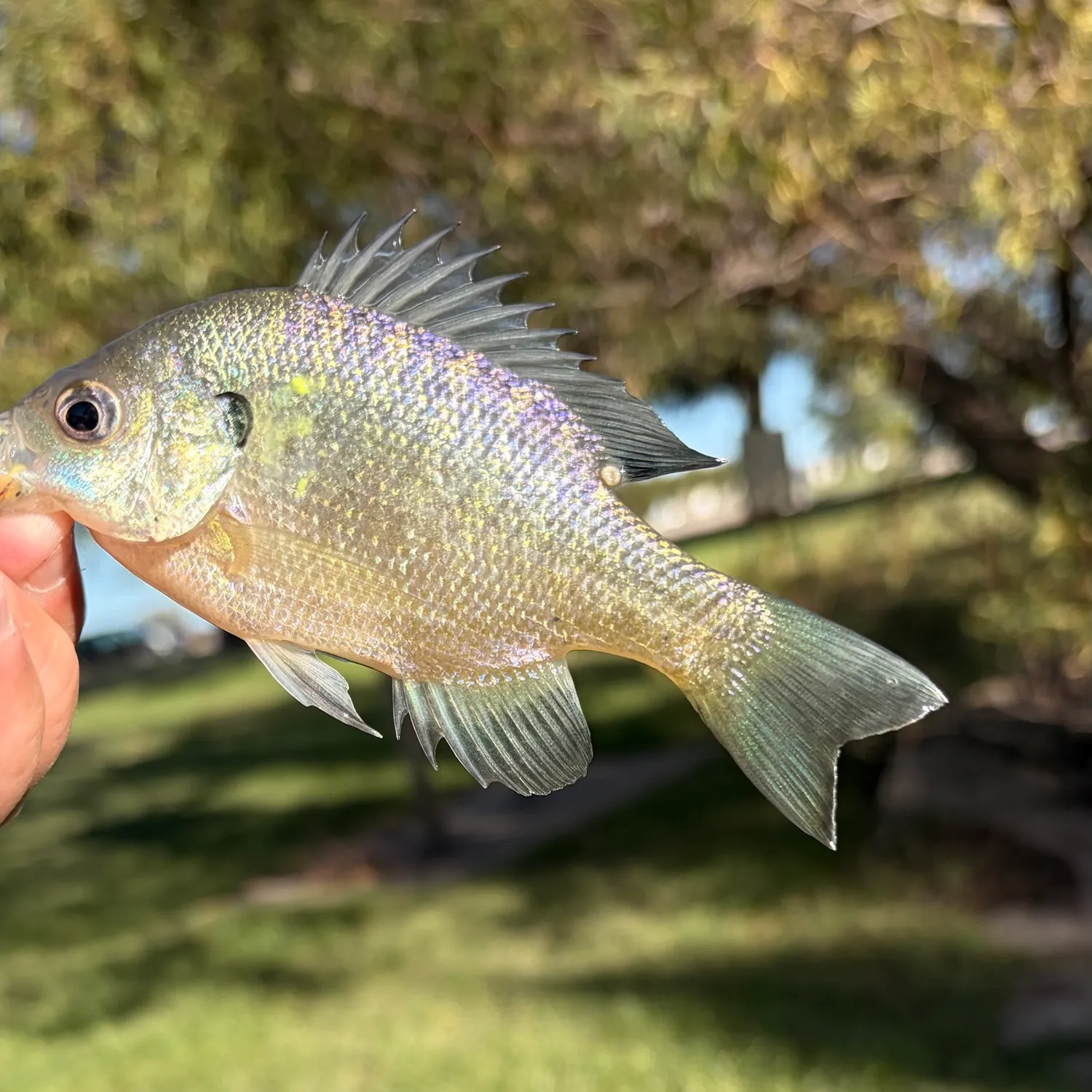 Bluegill caught on Fishbrain