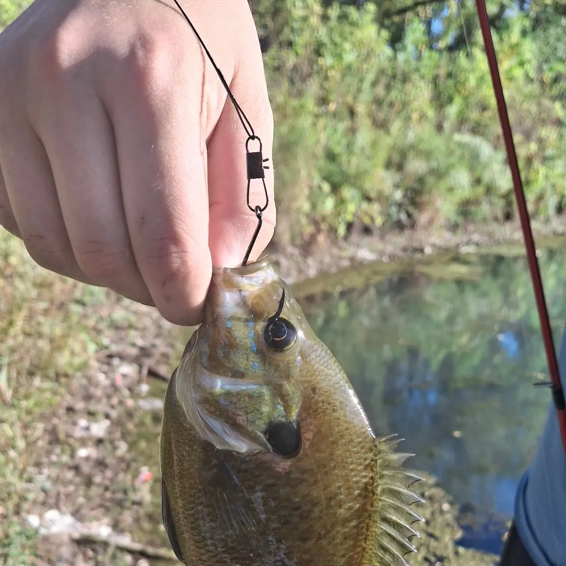 Green sunfish caught on Fishbrain
