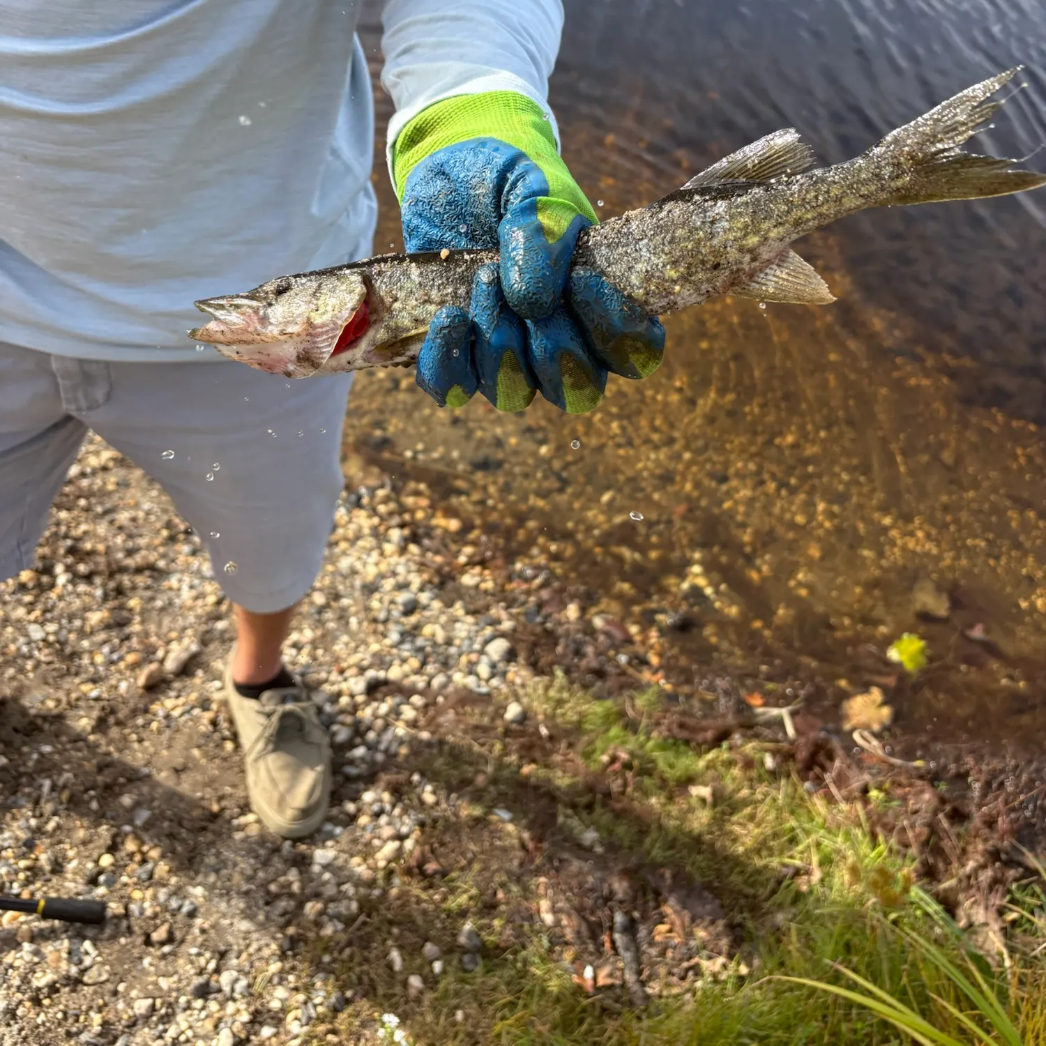 Chain pickerel caught on Fishbrain