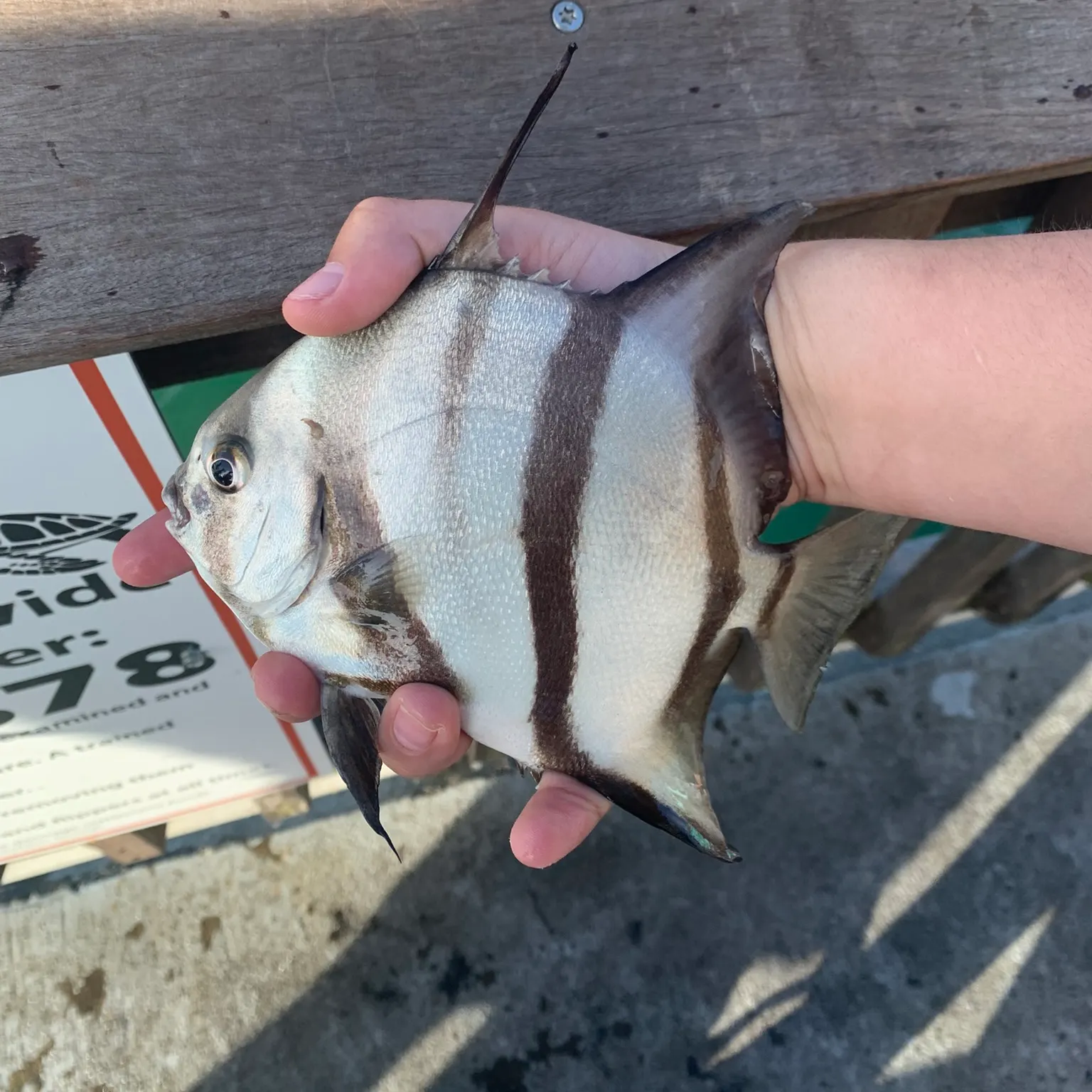 The most recent Atlantic spadefish catches on Fishbrain