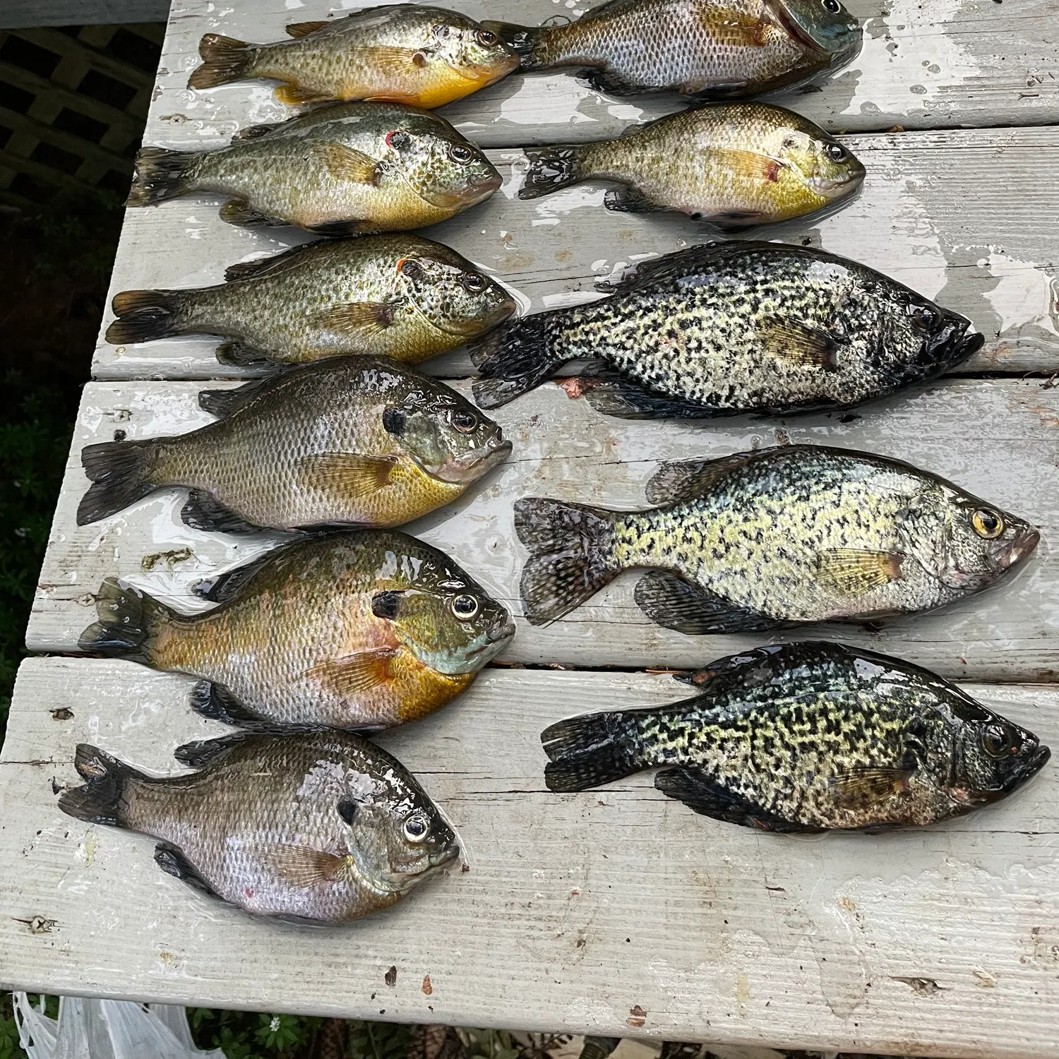 recently logged catches