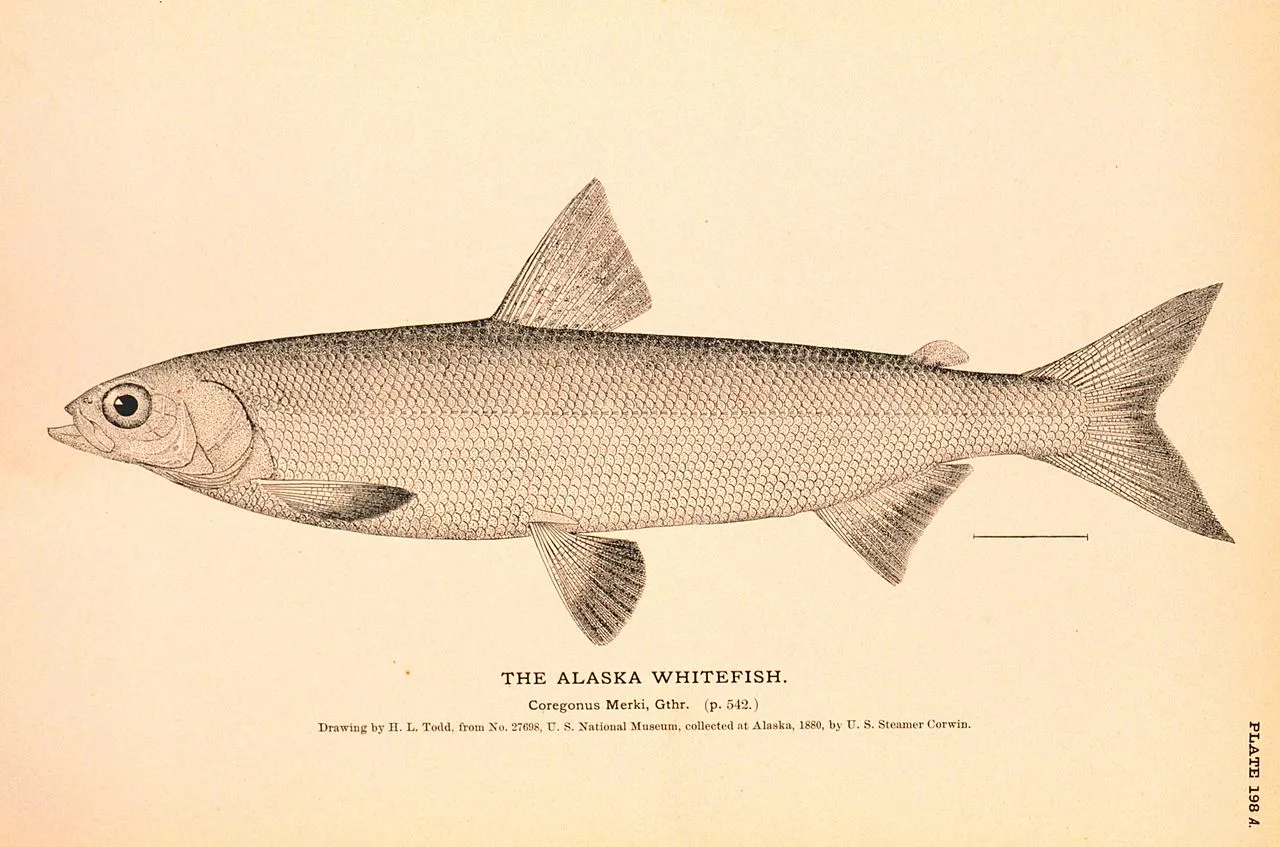 Alaska whitefish