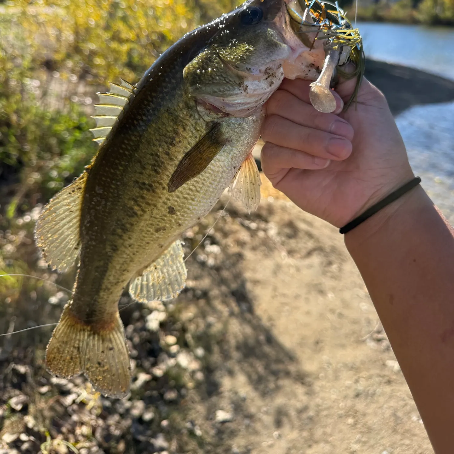 Fish caught on Fishbrain