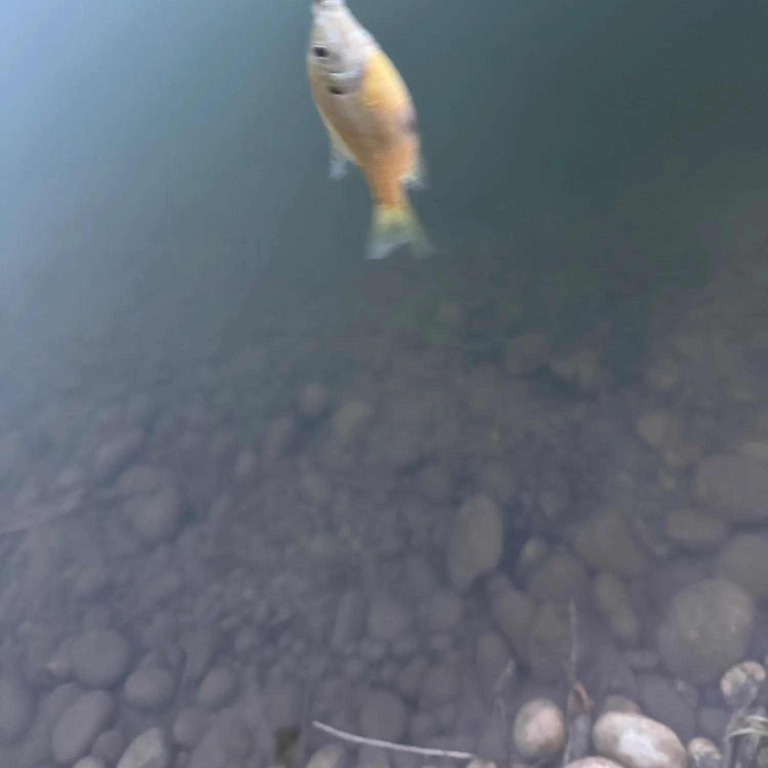 Fish caught on Fishbrain