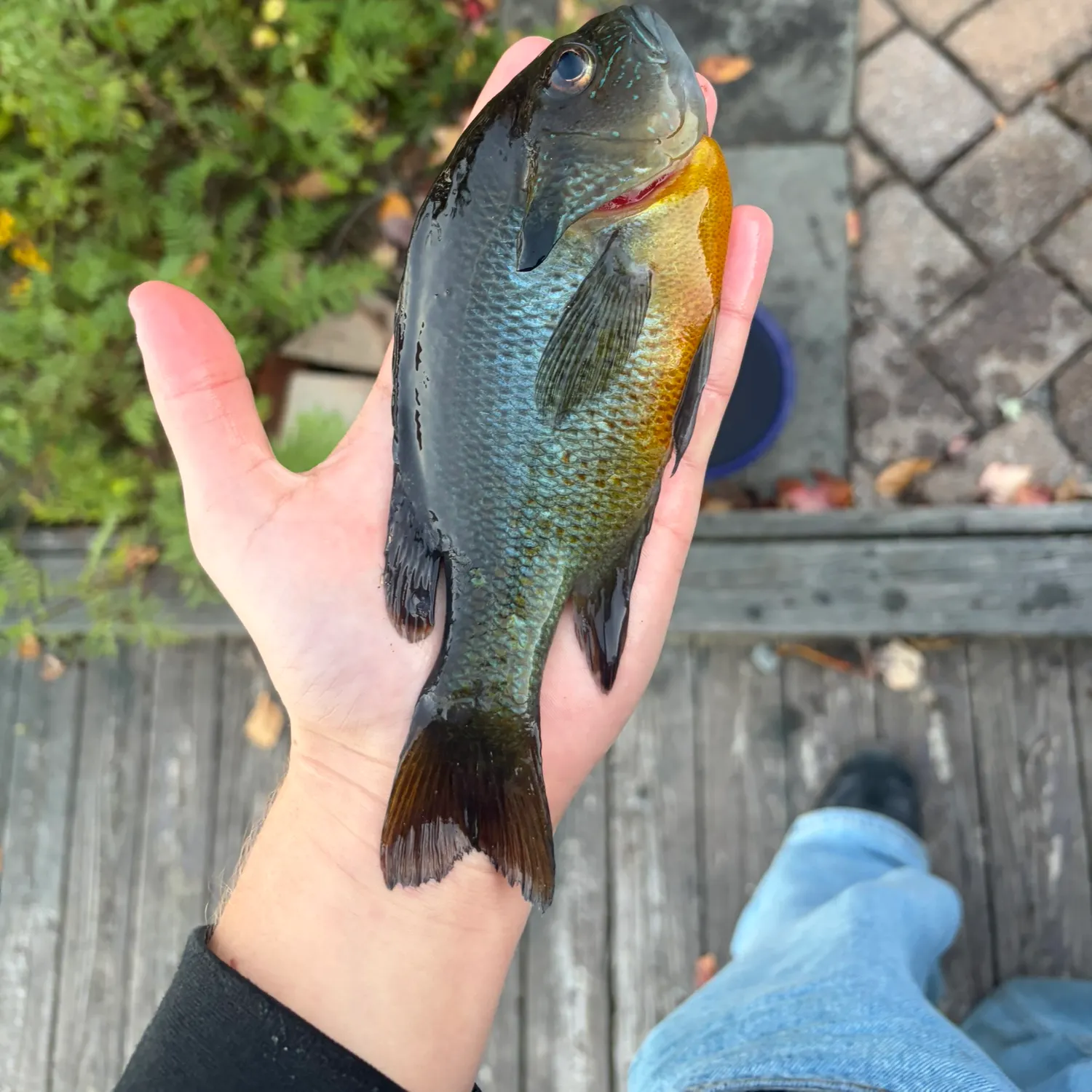 catch