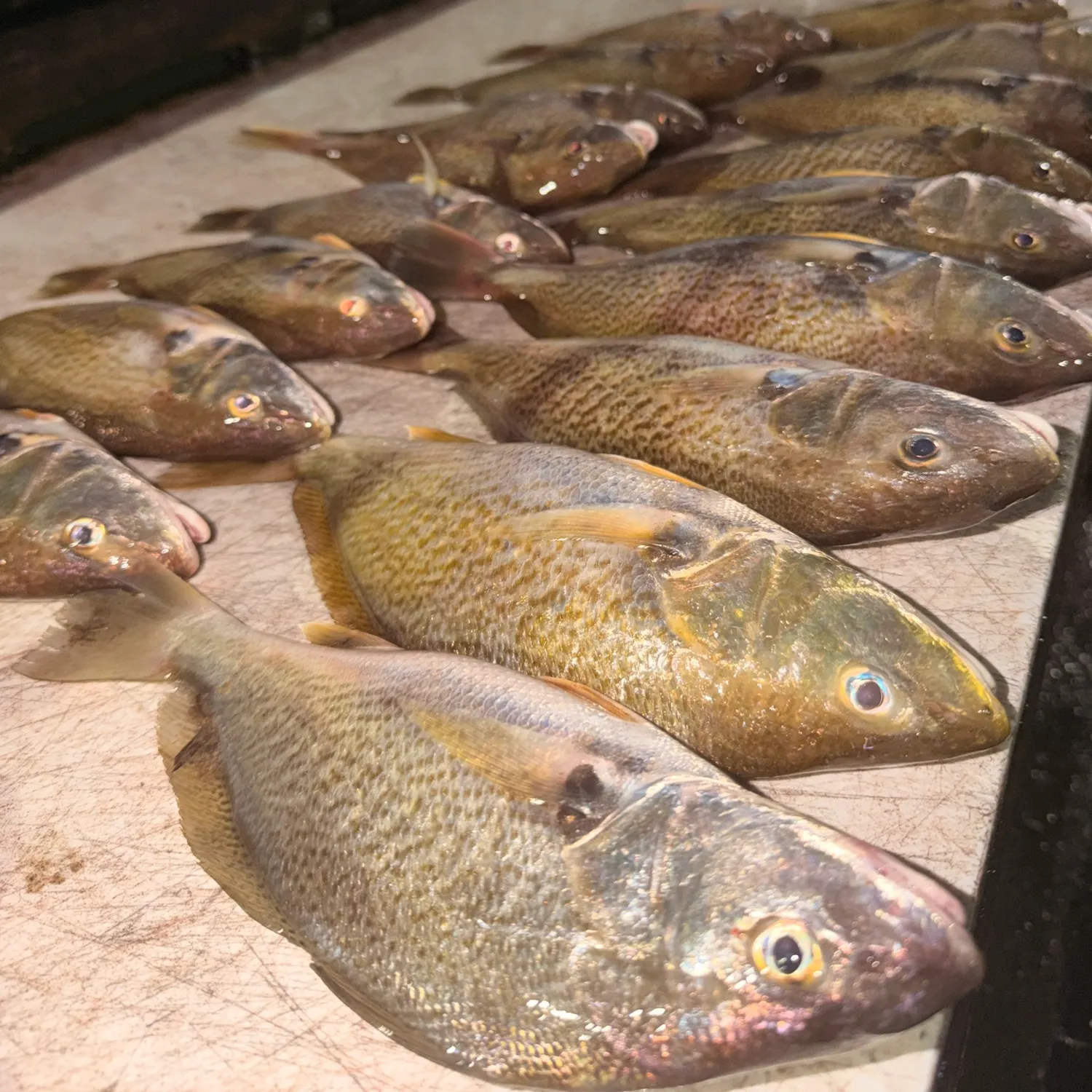 Atlantic croaker caught on Fishbrain