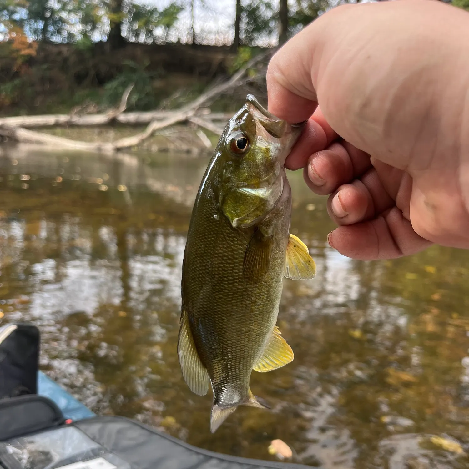 Smallmouth bass caught on Fishbrain
