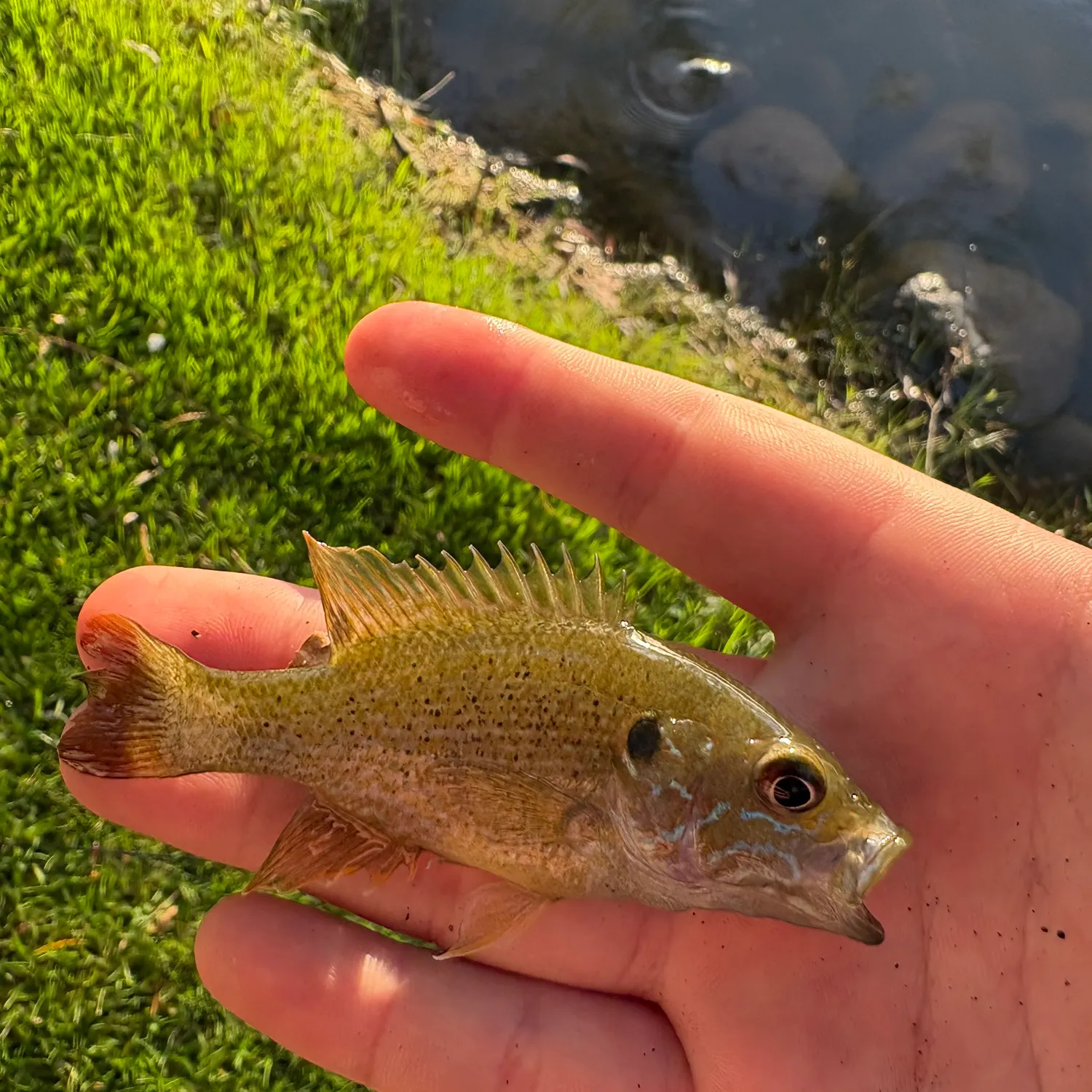 Green sunfish caught on Fishbrain