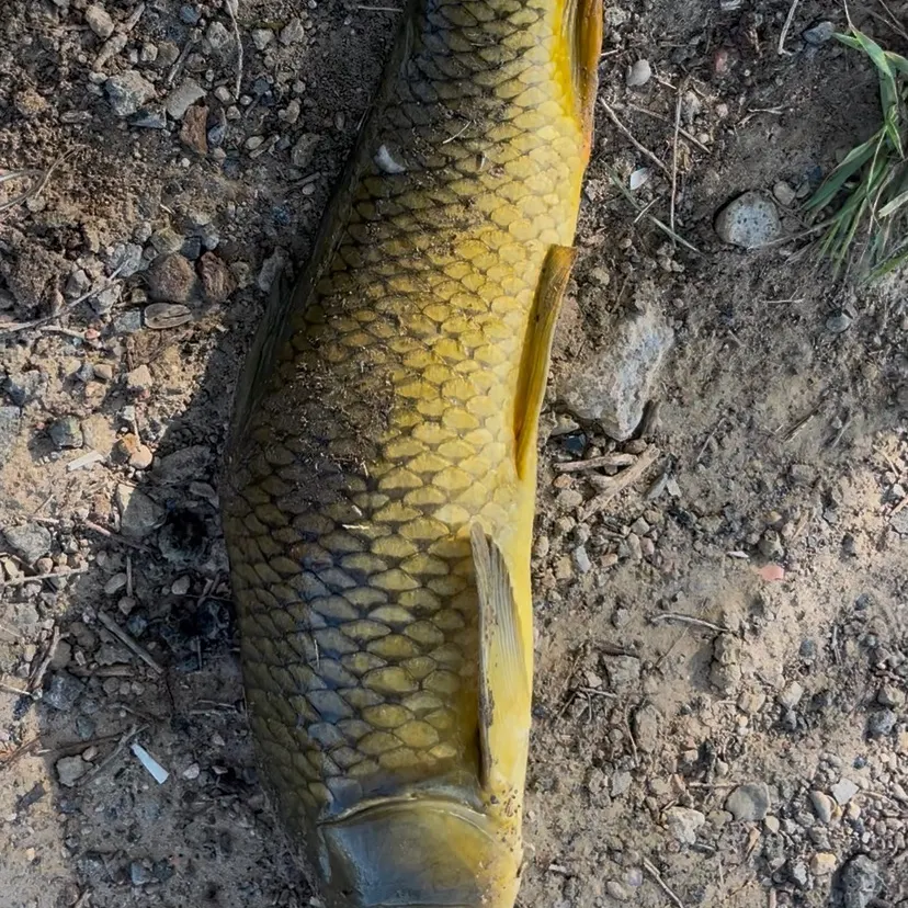 Common carp caught on Fishbrain