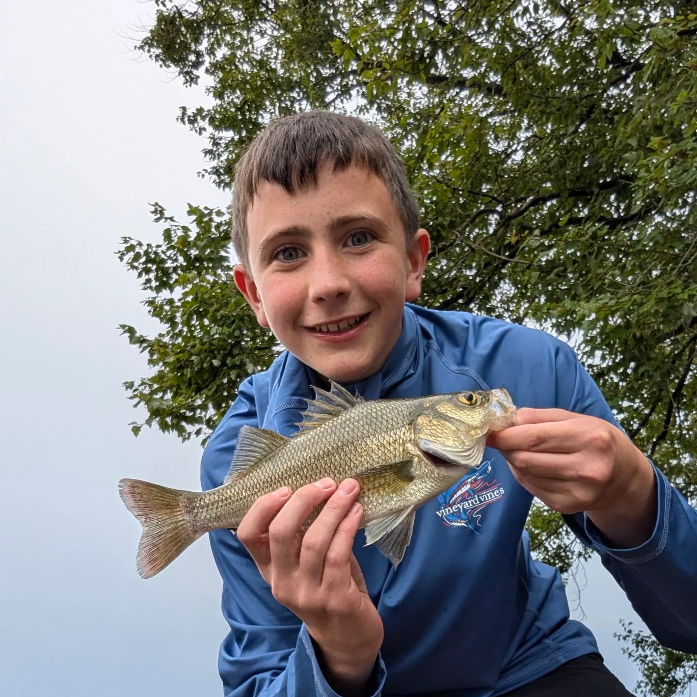 White perch caught on Fishbrain
