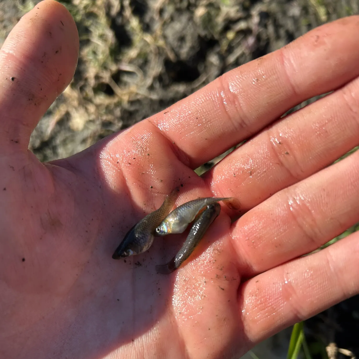 The most recent Western mosquitofish catches on Fishbrain