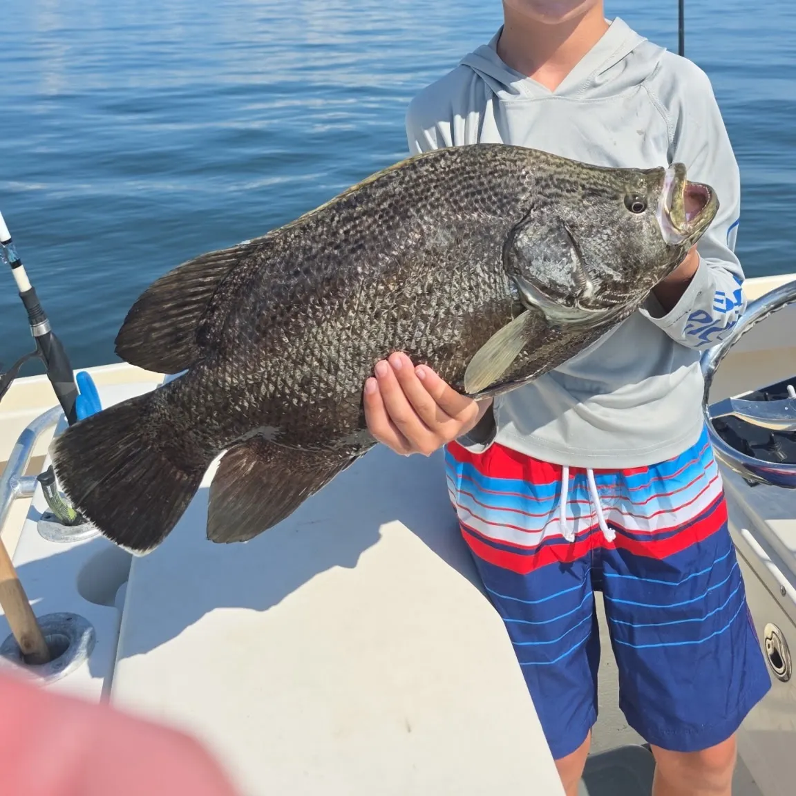 The most recent Atlantic tripletail catches on Fishbrain