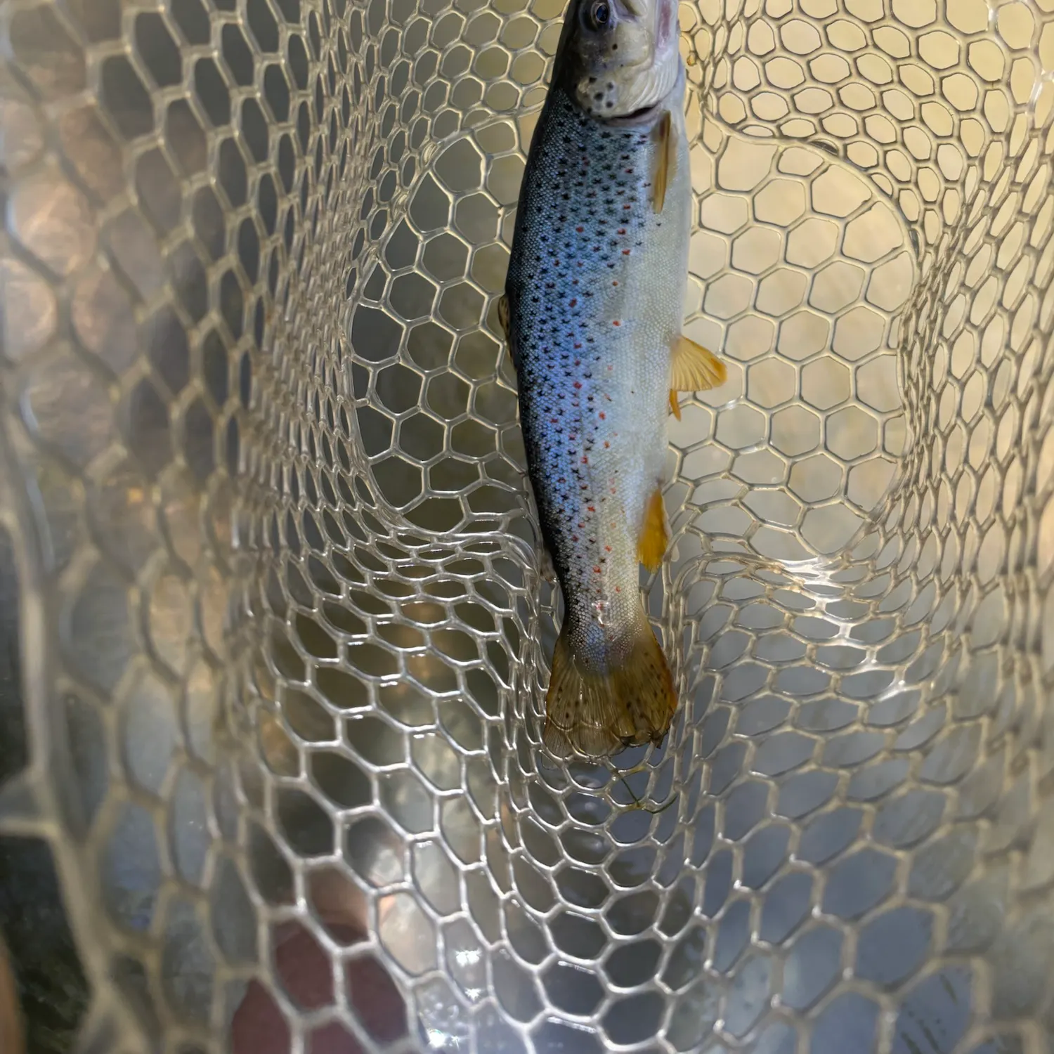 Brown trout caught on Fishbrain