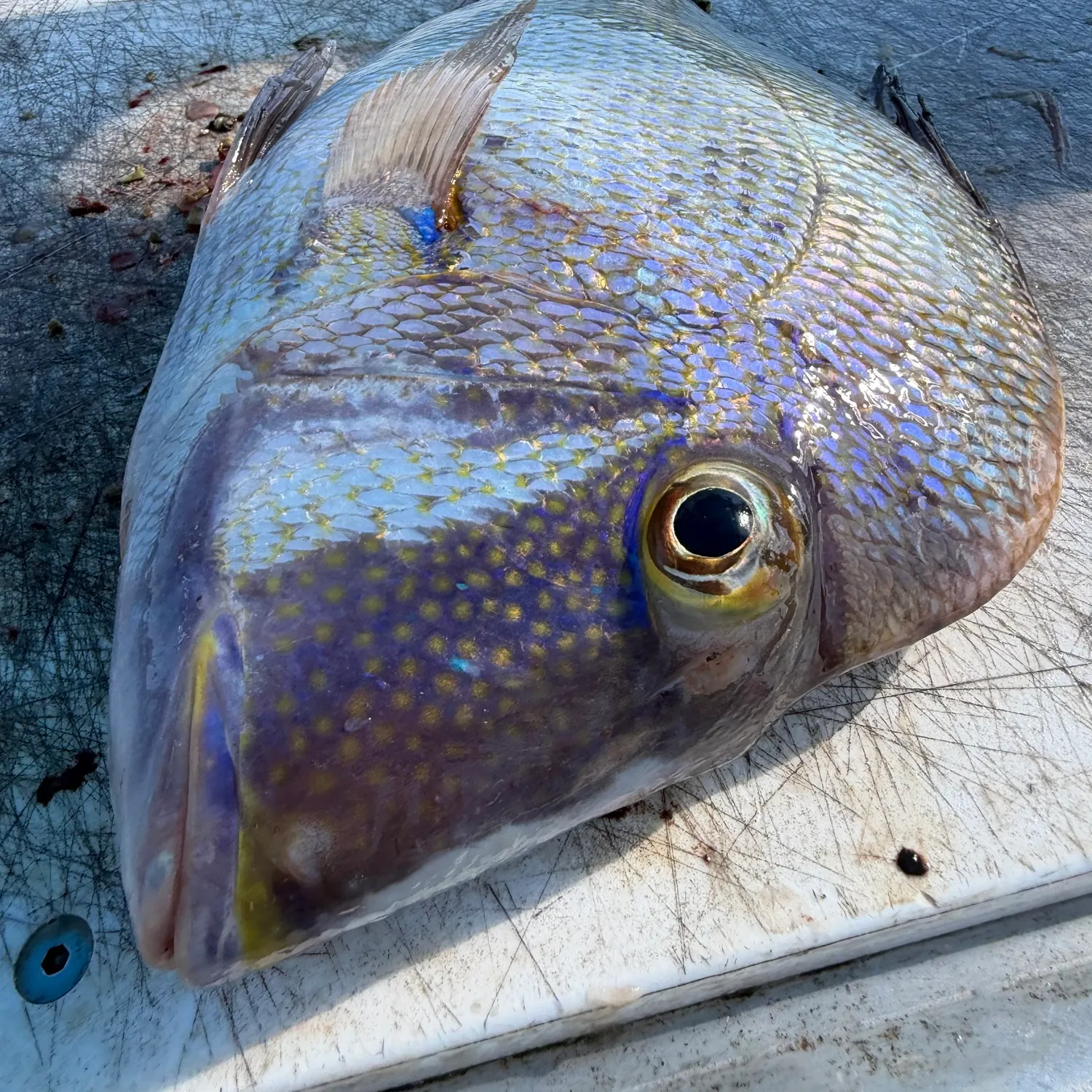 Whitebone porgy caught on Fishbrain