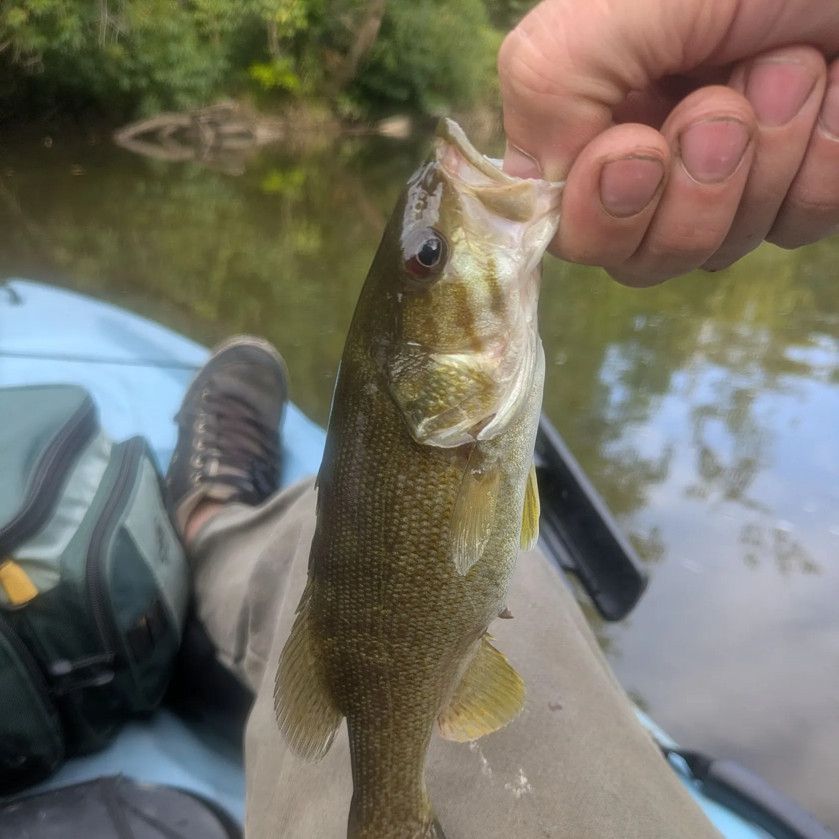 Smallmouth bass caught on Fishbrain