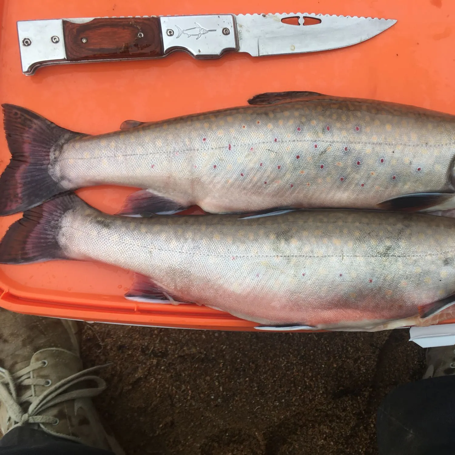 recently logged catches