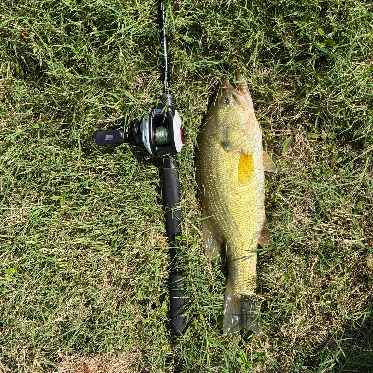 Largemouth bass caught on Fishbrain