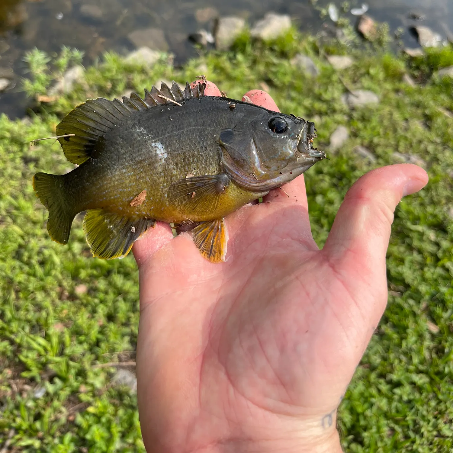 Green sunfish caught on Fishbrain