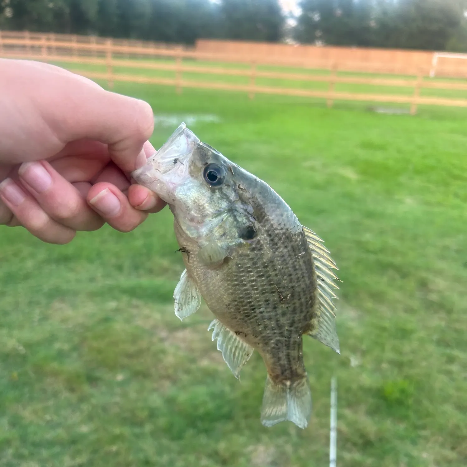 The most recent Warmouth catches on Fishbrain