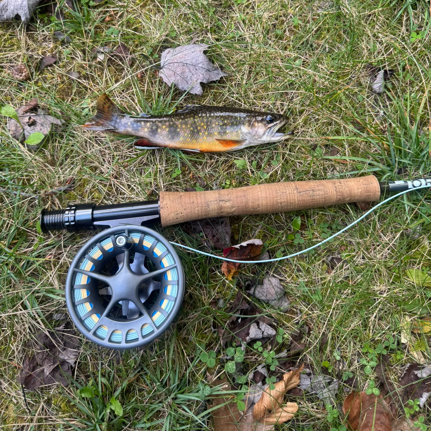 Brook trout caught on Fishbrain