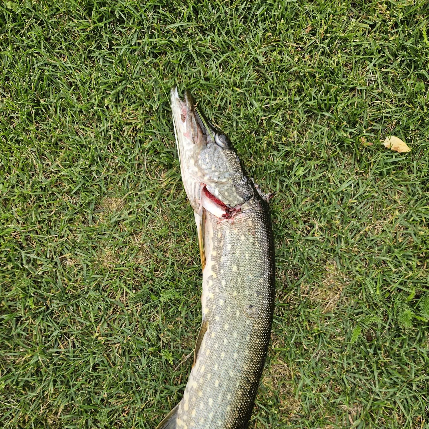 Northern pike caught on Fishbrain