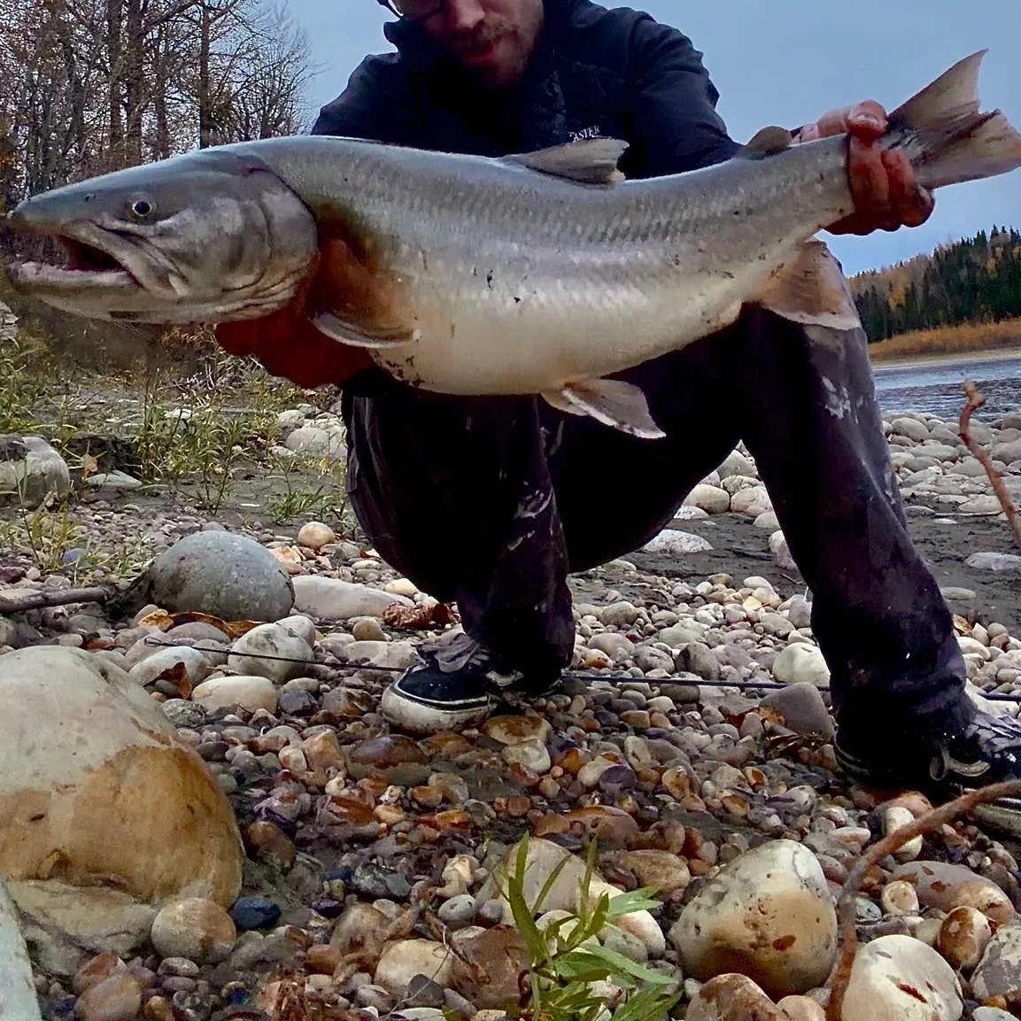 The most recent Bull trout catches on Fishbrain