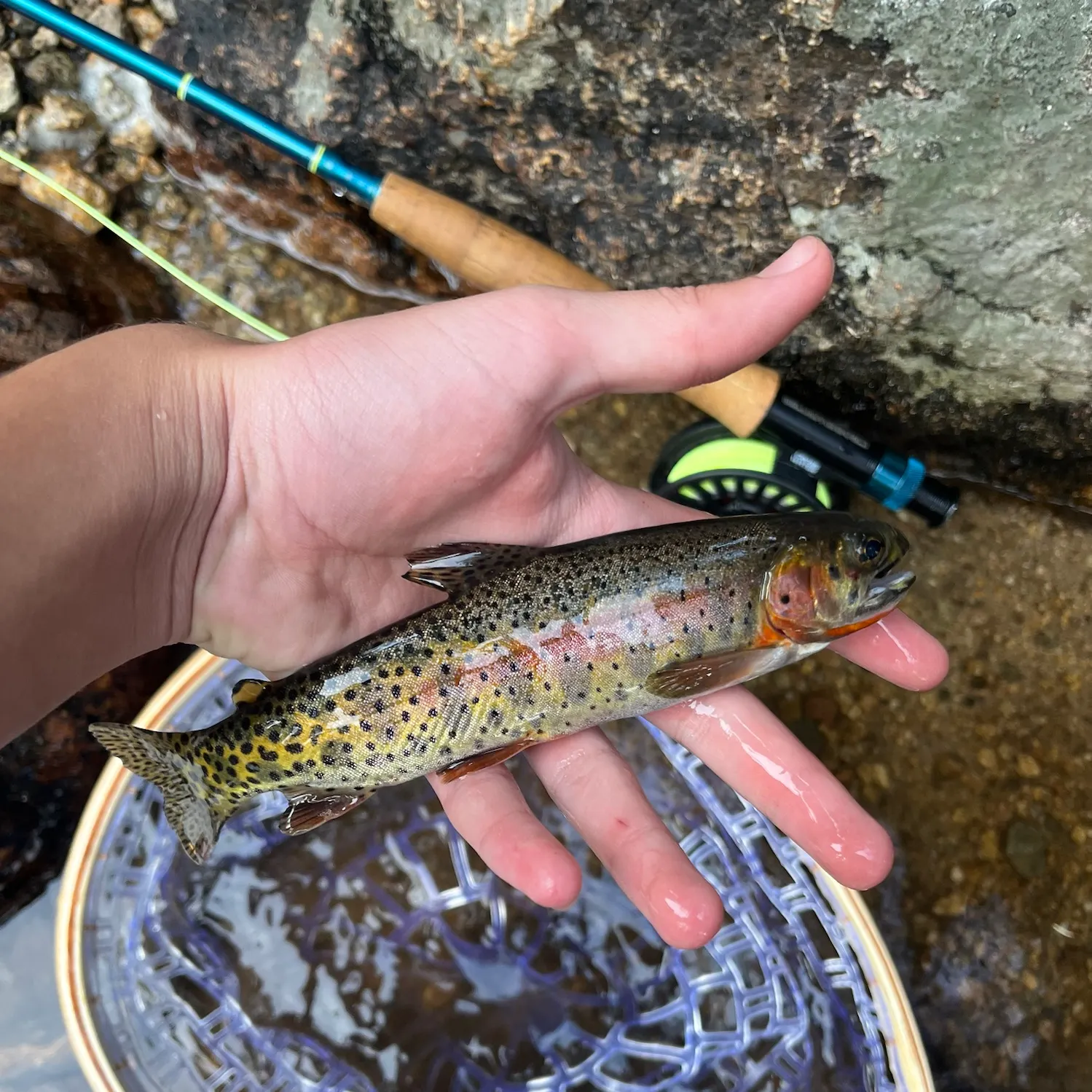 The most recent Greenback cutthroat trout catches on Fishbrain