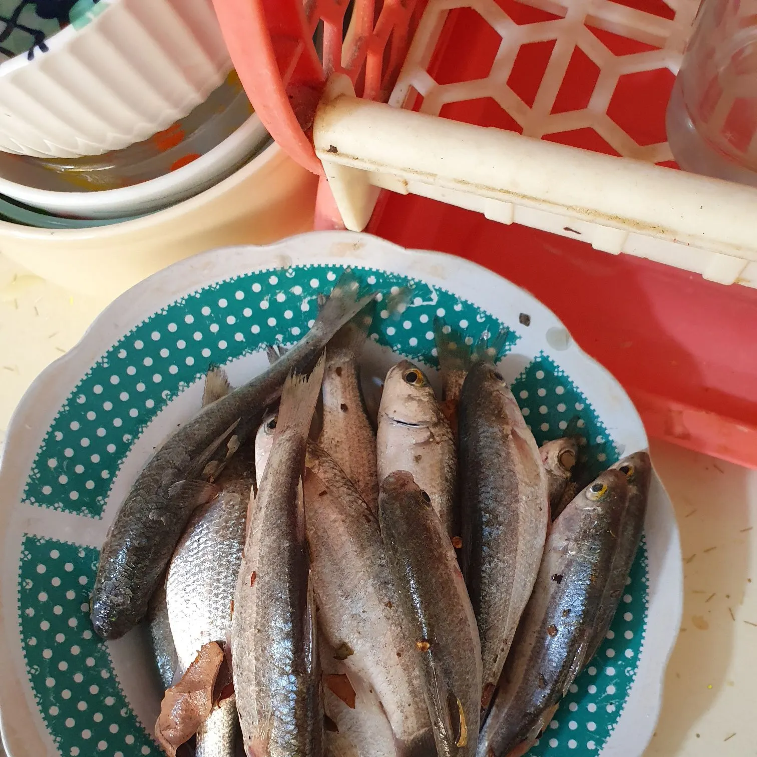 The most recent Thinlip grey mullet catches on Fishbrain