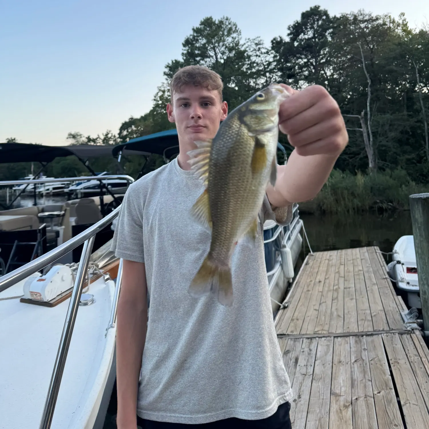 White perch caught on Fishbrain