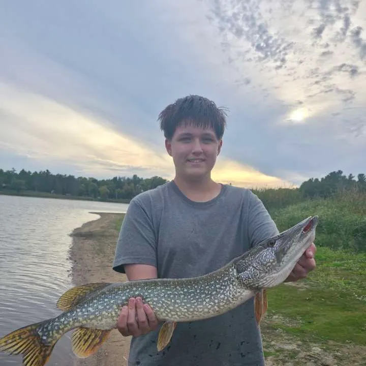 Northern pike caught on Fishbrain