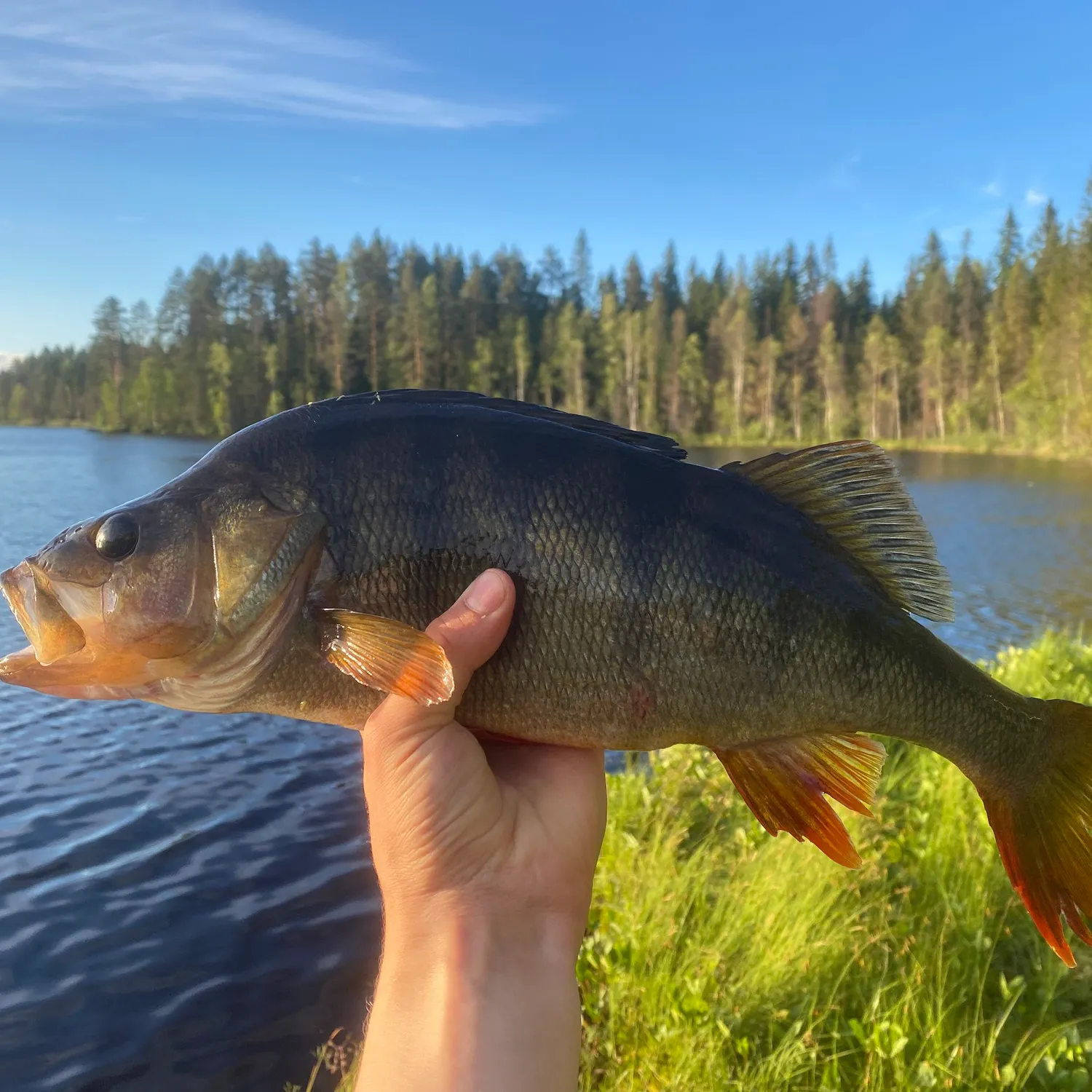 European perch caught on Fishbrain