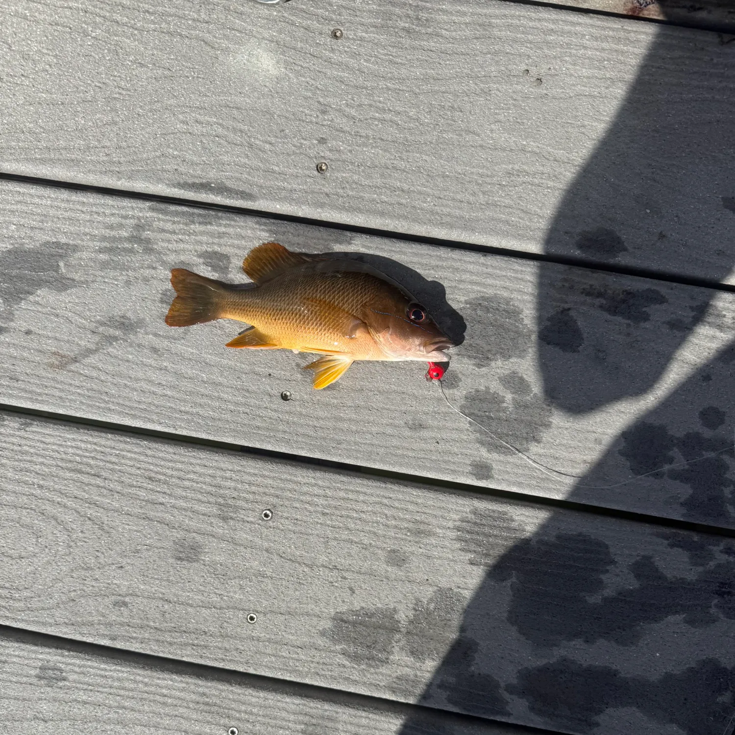 The most recent Dog Snapper catches on Fishbrain