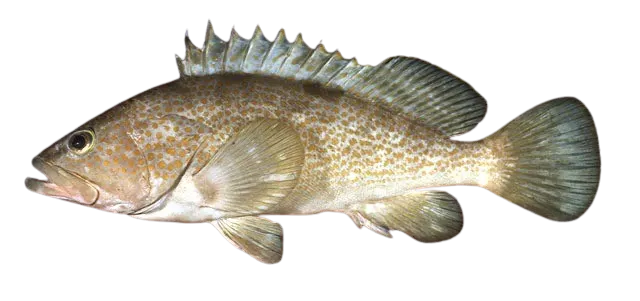 Hong Kong grouper