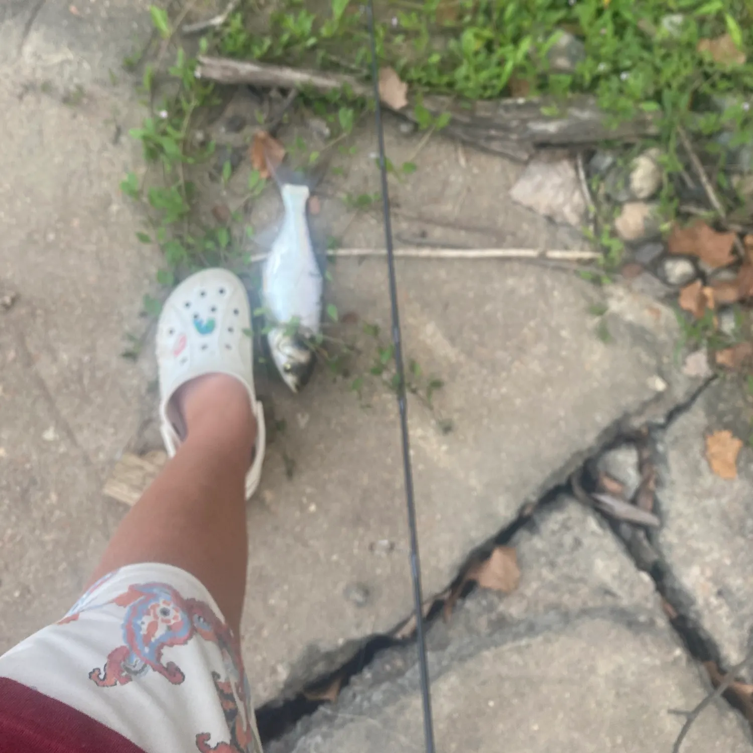 The most recent Silver carp catches on Fishbrain