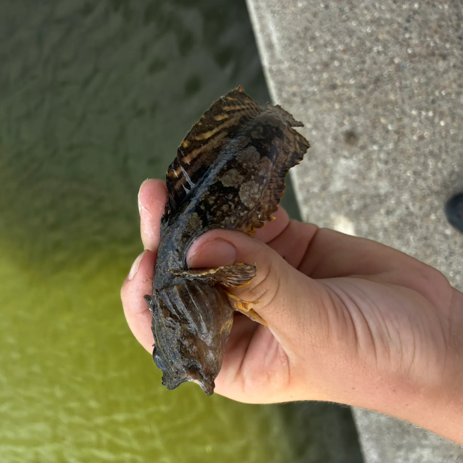 The most recent Gulf toadfish catches on Fishbrain