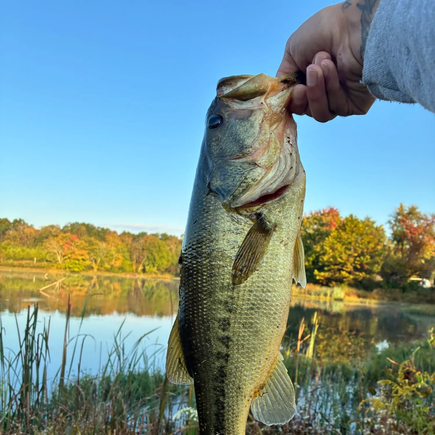 Largemouth bass caught on Fishbrain