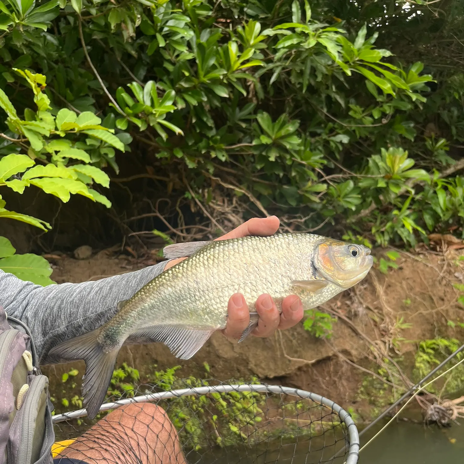 The most recent Machaca catches on Fishbrain