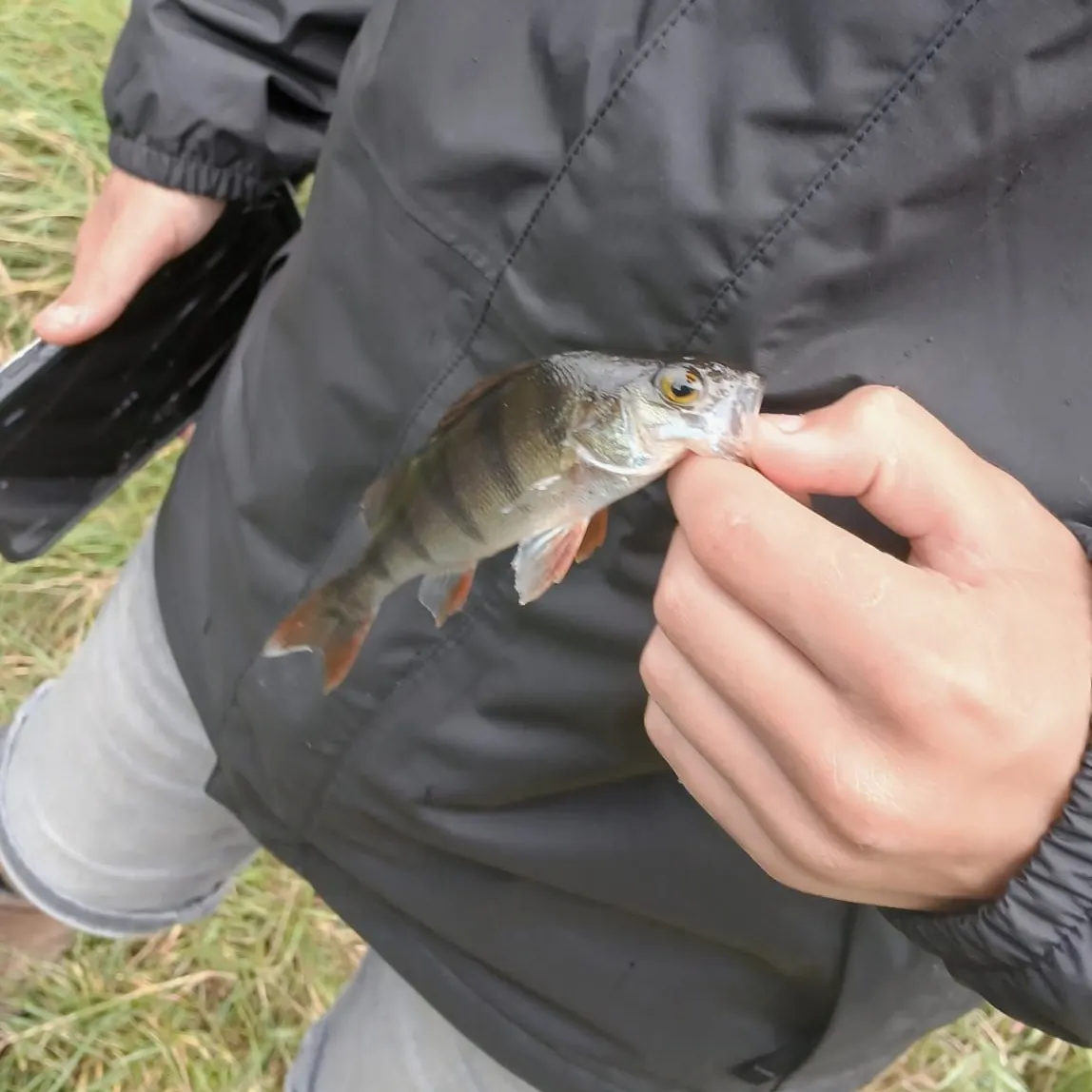 European perch caught on Fishbrain