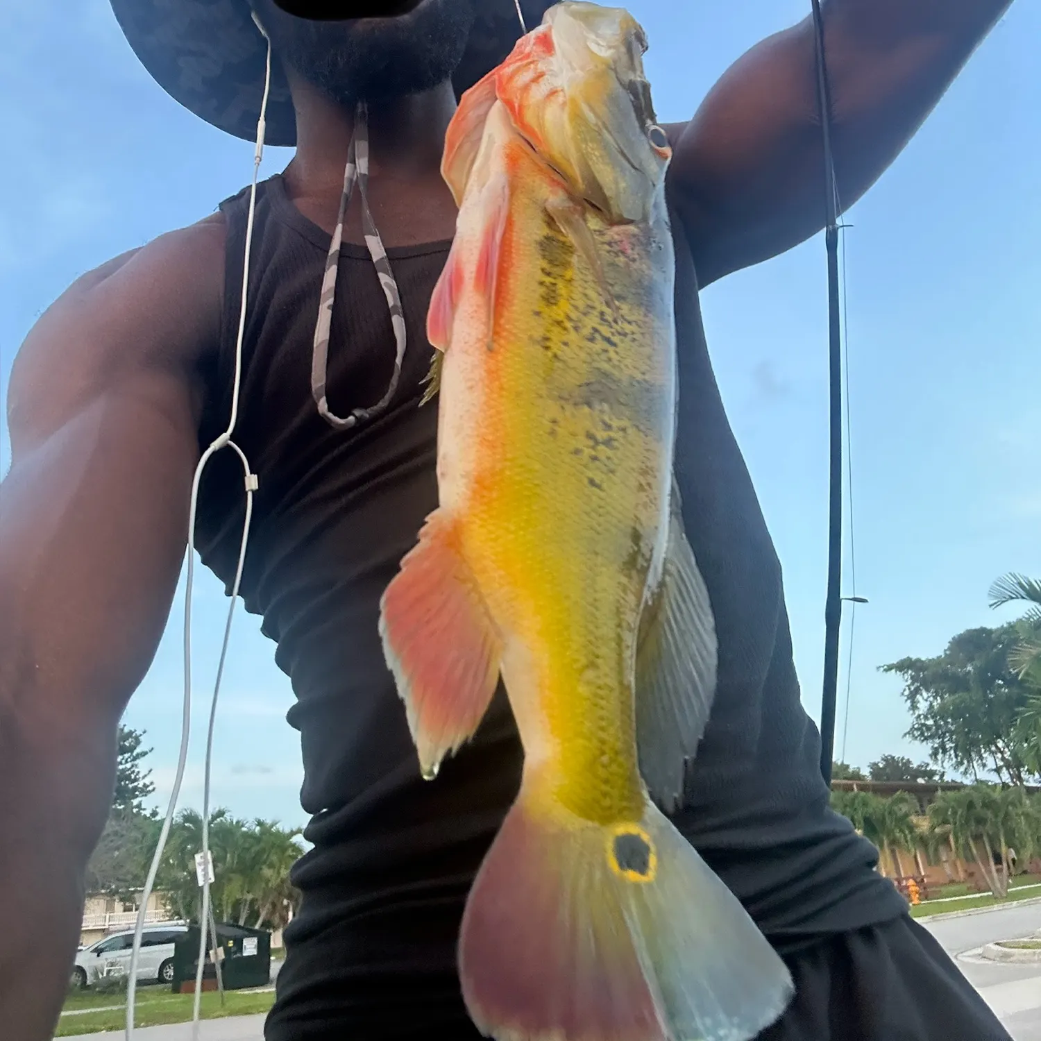 The most recent Butterfly peacock bass catches on Fishbrain