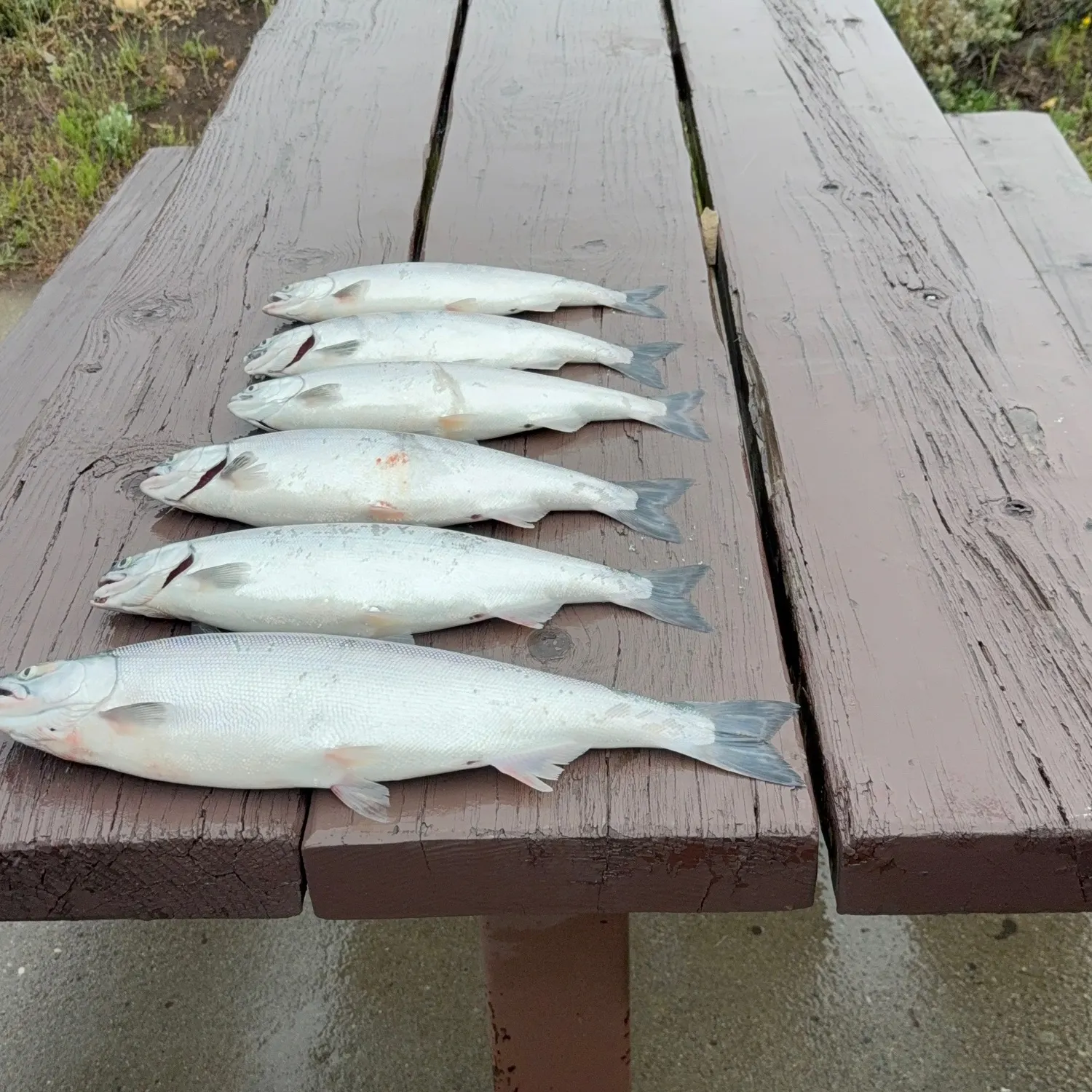 The most recent Kokanee salmon catches on Fishbrain