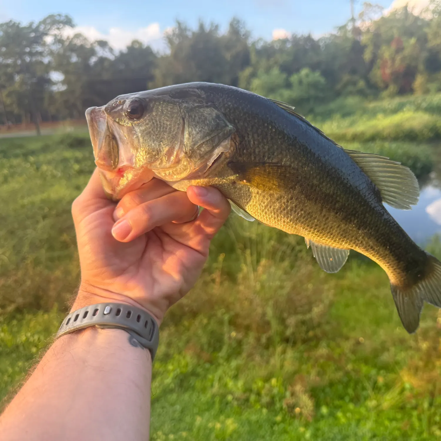 Largemouth bass caught on Fishbrain