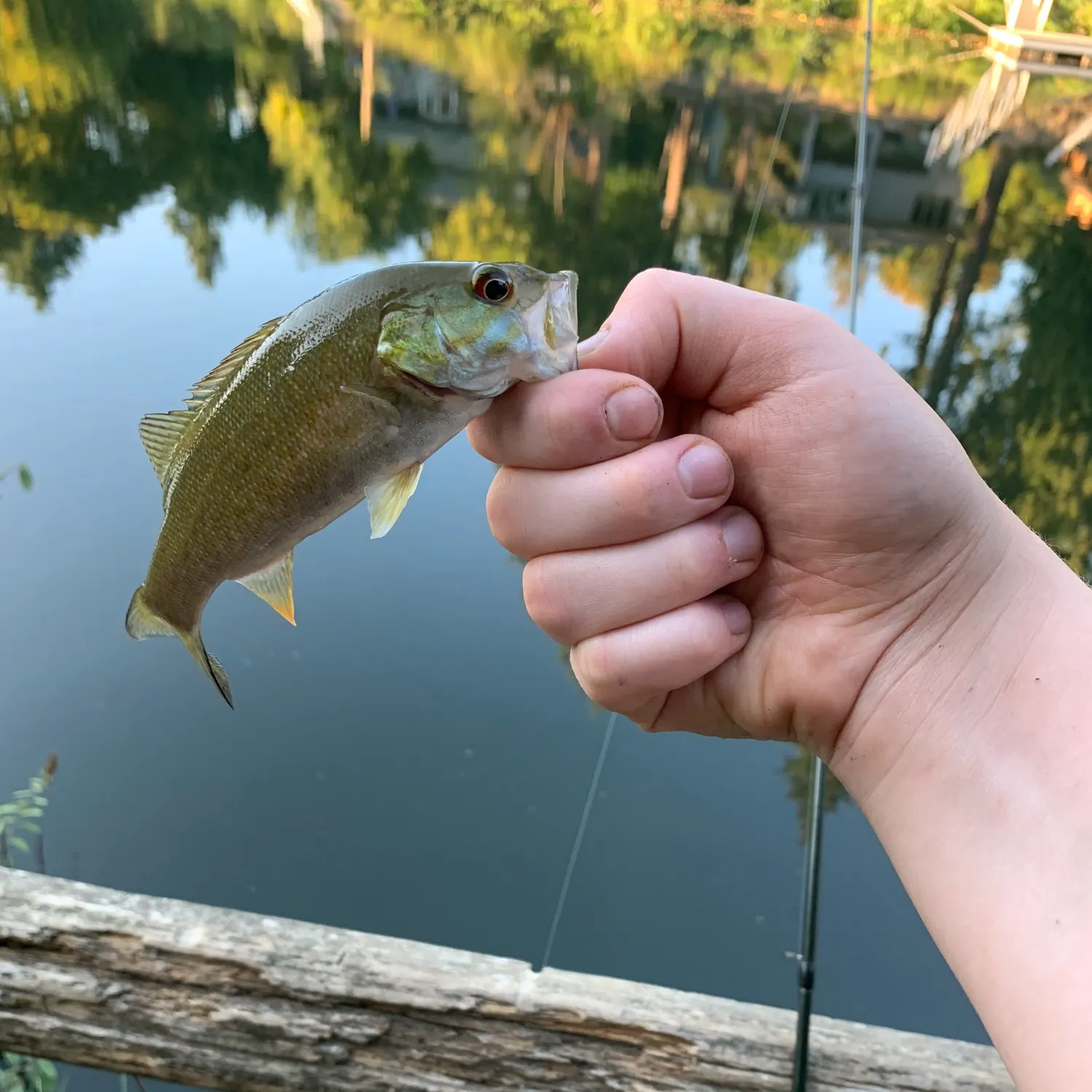 Smallmouth bass caught on Fishbrain