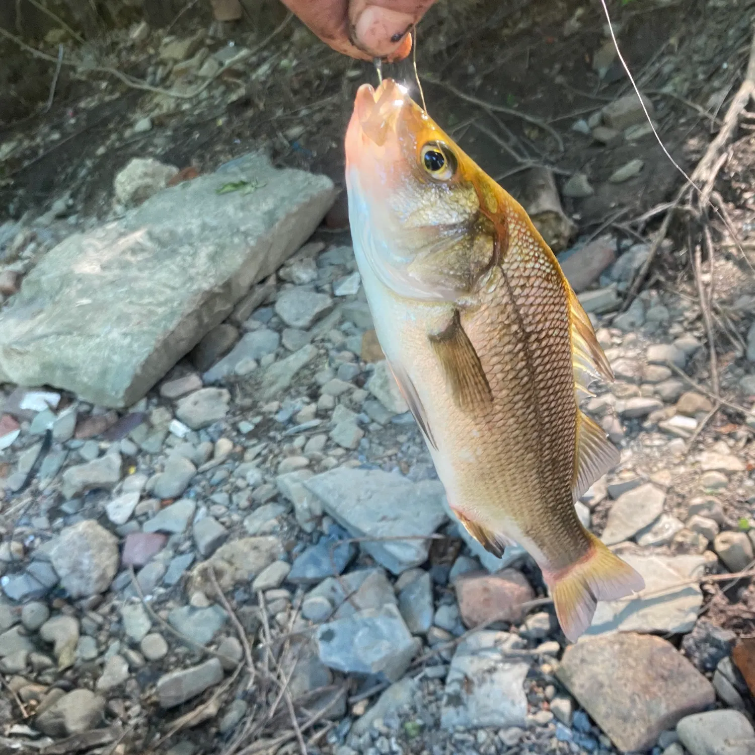 The most recent White bass catches on Fishbrain