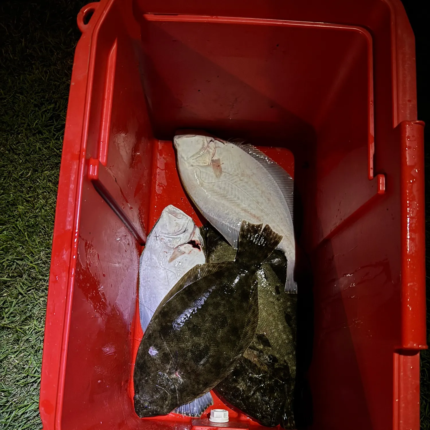The most recent Gulf flounder catches on Fishbrain